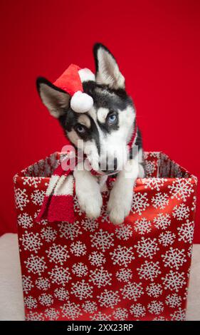 Porträt eines sibirischen Huskys mit weihnachtsmütze und Schal, der zu Weihnachten in einer Geschenkverpackung sitzt Stockfoto