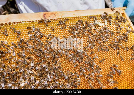 Imker entfernt Wabenwaben vom Bienenstockbanner. Person im Imkeranzug, die Honig aus dem Bienenstock nimmt. Nahaufnahme von Wabenwaben. Stockfoto