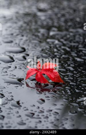 Rotes Virginia Kriechblatt auf dem Boden nach einem Herbstregen, mit Regentropfen. Glänzender schwarzer Boden mit rotem Blatt oben. Stockfoto