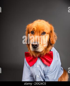 Porträt eines englischen Golden Retrievers mit Hemd und roter Schleife Stockfoto