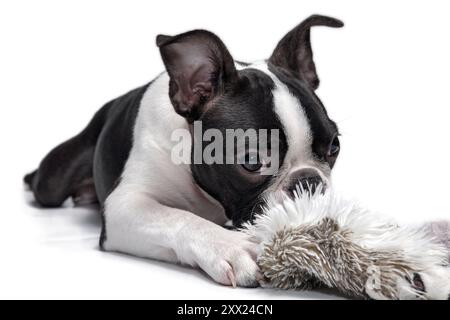 Geschnittener und entzückender Boston Terrier reinrassiger Welpe, Studio-Aufnahme, mit einem Spielzeug, Vorderseite mit weißem Hintergrund. Junger schwarzer und weißer Hund isoliert Stockfoto