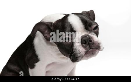 Studio-Kopfporträt eines reinrassigen Boston Terrier Welpen mit niedlichem Gesichtsausdruck. studio, weißer Hintergrund. Schwarz-weißer Hund isoliert in weiß. Stockfoto