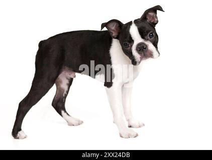 Geschnittener und entzückender Boston Terrier reinrassiger Welpe, Studio, stehend, vor weißem Hintergrund. Stockfoto