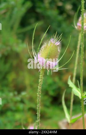 Nahaufnahme eines Teasel Head Stockfoto