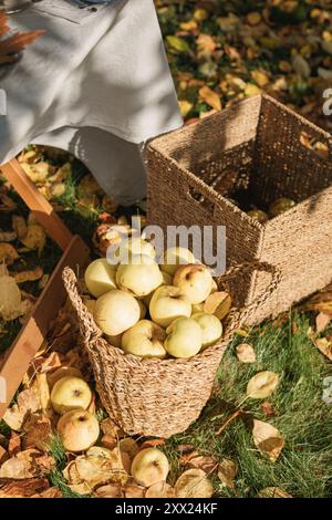 Nahaufnahme eines Korbs mit frisch gepflückten grünen Äpfeln in einem herbstlichen Garten Stockfoto