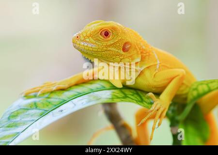 Nahaufnahme eines Albino-Leguans auf einem Blatt, Indonesien Stockfoto
