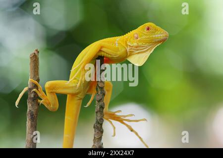 Nahaufnahme eines Albino-Leguans, der auf zwei Zweigen in Indonesien balanciert Stockfoto