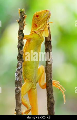 Nahaufnahme eines Albino-Leguans, der zwischen zwei Zweigen balanciert, Indonesien Stockfoto