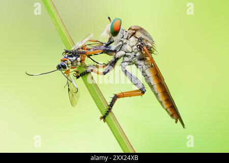 Nahaufnahme einer Räuberfliege auf einem Ast mit einem toten Insekt, Indonesien Stockfoto