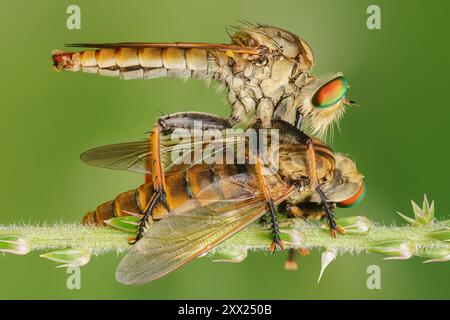 Nahaufnahme einer Räuberfliege auf einem Ast mit einem toten Insekt, Indonesien Stockfoto