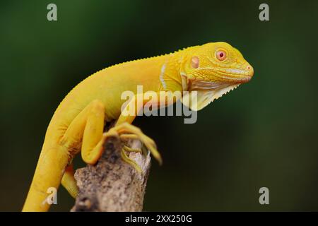 Nahaufnahme eines Albino-Leguans, der auf einem Zweig steht, Indonesien Stockfoto