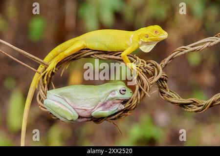 Nahaufnahme eines Albino-Leguans und eines dumpfen Baumfrosches auf einem Ast, Indonesien Stockfoto