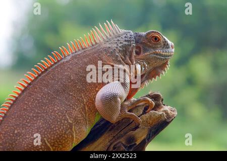 Nahaufnahme eines braunen Leguans auf einem Zweig in Indonesien Stockfoto