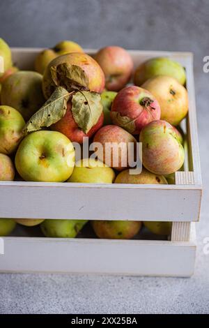 Nahaufnahme frisch geernteter Bio-Äpfel in einer Holzkiste Stockfoto