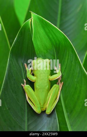 Blick von oben auf einen grünen dumpfen Baumfrosch auf einem grünen Blatt, Indonesien Stockfoto