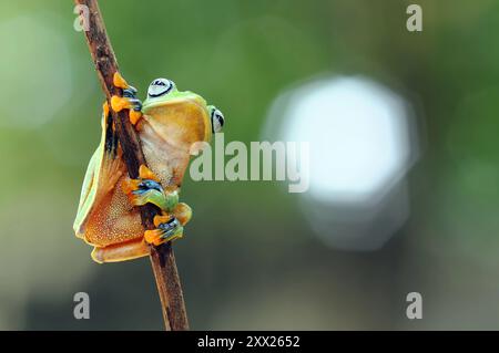 Nahaufnahme eines Frosches auf einem Ast, Indonesien Stockfoto