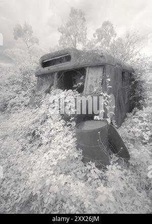 Alter verlassener Bus in dichter Vegetation, bewachsen mit Unkraut und einem Fass im Vordergrund, Australien Stockfoto