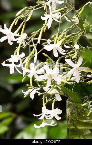 Azoren Jasmin (Jasminum azoricum) Blüte auf einem natürlichen Hintergrund Stockfoto