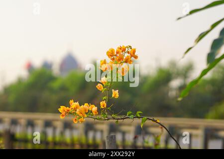 Leuchtend orange Bougainvillea spectabilis Blumen auf einem schönen unscharfen Hintergrund Stockfoto