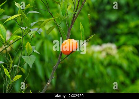 Reife Clementine Mandarinen-Mandarinen in Obstbaumplantagen Stockfoto