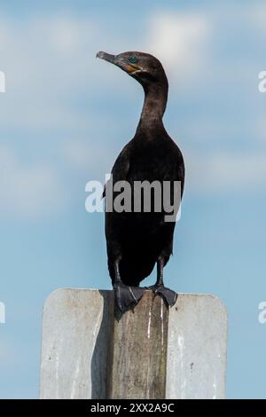 Neotroper Kormoran, der auf einem Stab steht Stockfoto