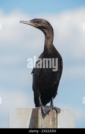 Neotroper Kormoran, der auf einem Stab steht Stockfoto