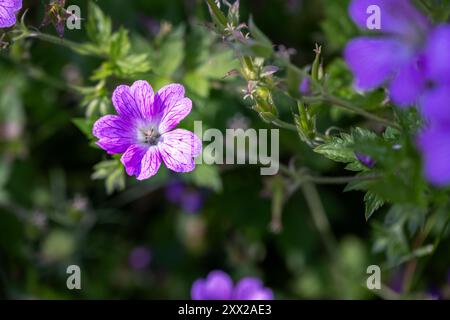 Schöne lila Blume von Geranium endressii oder französischer Kranschein im Sommer, Nahaufnahme Stockfoto