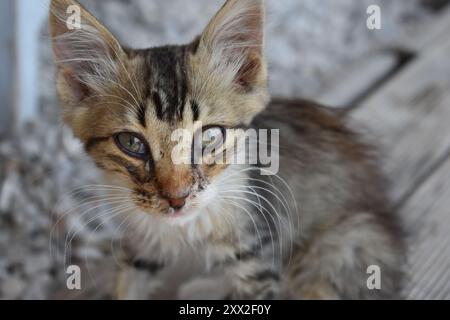 Nahaufnahme des Gesichts kleiner Kätzchen in Akyaka, Türkei. Stockfoto