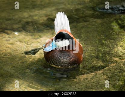 Nordamerikanische Ruddy Duck Stockfoto