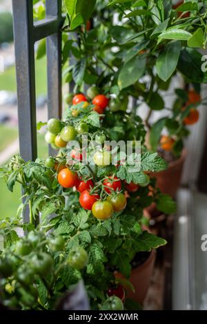 Hausgemachte kleine, kirschrote Tomate in Tontöpfen, die auf dem französischen Balkon zu Hause wachsen. Stockfoto