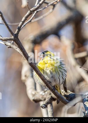 Eurasisches Siskin-Männchen, lateinischer Name spinus spinus, sitzend auf einem Ast eines Baumes. Niedlicher kleiner gelber singbird. Vögel in der Tierwelt. Stockfoto