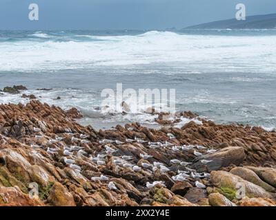 Silbermöwen (Larus novahollandiae) und Sterna Bergii im Leeuwin-Naturaliste-Nationalpark in Westaustralien. Stockfoto