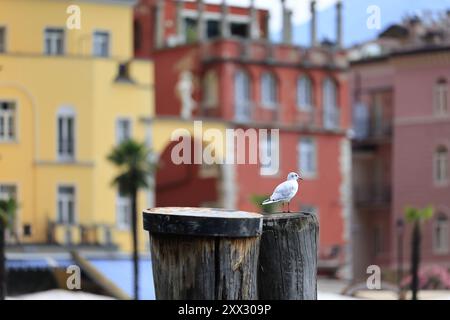 Eine malerische, malerische Uferpromenade mit einem Vogel neben lebendigen und farbenfrohen Gebäuden Stockfoto