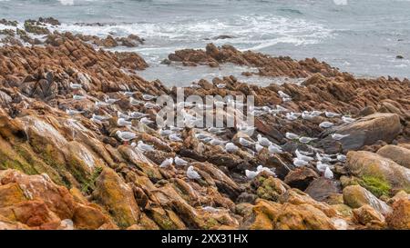 Silbermöwen (Larus novahollandiae) und Sterna Bergii im Leeuwin-Naturaliste-Nationalpark in Westaustralien. Stockfoto