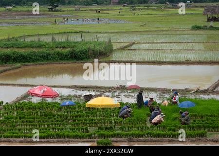 Reisanbau in der Regenzeit, Luang Nam Tha, Laos Stockfoto