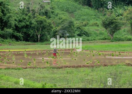 Reisanbau in der Regenzeit, Luang Nam Tha, Laos Stockfoto