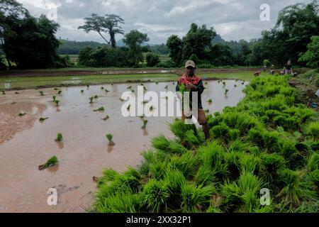 Reisanbau in der Regenzeit, Luang Nam Tha, Laos Stockfoto