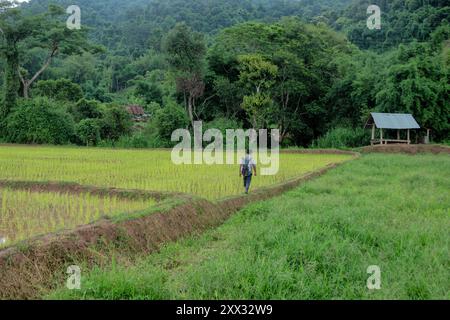 Reisanbau in der Regenzeit, Luang Nam Tha, Laos Stockfoto