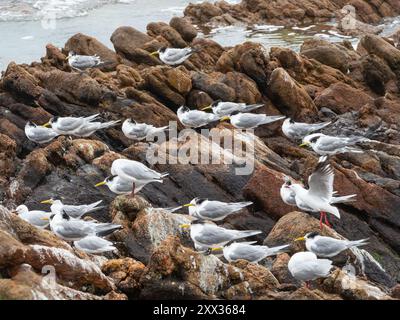 Silbermöwen (Larus novahollandiae) und Sterna Bergii im Leeuwin-Naturaliste-Nationalpark in Westaustralien. Stockfoto