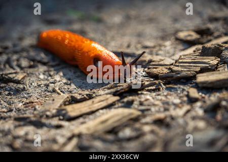 Eine große Rotschnecke (Arion rufus), auch bekannt als große Rotschnecke, schokoladenarion und Europäische Rotschnecke im Nationalpark Eifel in Nordrhein-Westpha Stockfoto