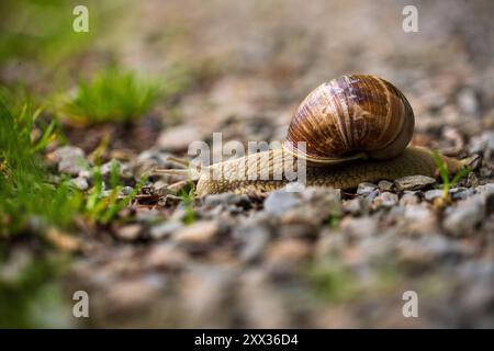 Burgunderschnecke, römische Schnecke (Helix pomatia), eine große mit einer großen gewellten Braunschale auf einem Weg im Nationalpark Eifel in Nordrhein-Westfalen, Stockfoto