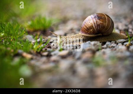 Burgunderschnecke, römische Schnecke (Helix pomatia), eine große mit einer großen gewellten Braunschale auf einem Weg im Nationalpark Eifel in Nordrhein-Westfalen, Stockfoto