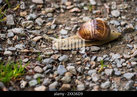 Burgunderschnecke, römische Schnecke (Helix pomatia), eine große mit einer großen gewellten Braunschale auf einem Weg im Nationalpark Eifel in Nordrhein-Westfalen, Stockfoto