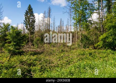 Der Wald mit Kiefern im Nationalpark Eifel in Nordrhein-Westfalen an einem Sonnentag Stockfoto