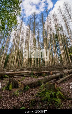 Der Wald mit Kiefern im Nationalpark Eifel in Nordrhein-Westfalen an einem Sonnentag Stockfoto