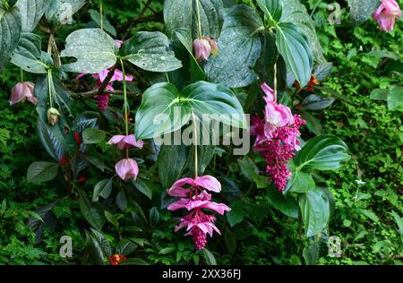 Philippinische Orchidee oder Rosentraubenpflanze (Medinilla magnifica) in Blüte. Luzon, Philippinen Stockfoto