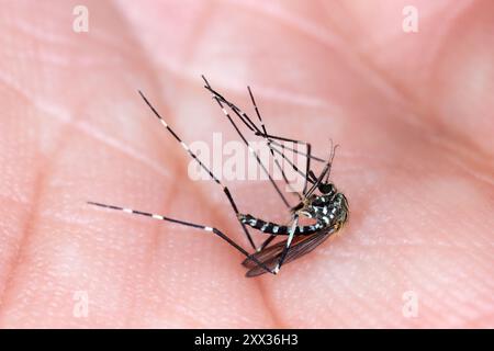 Asiatische Buschmücke, Felsenpool-Mücke (Aedes japonicus, Hulecoeteomyia japonica, Ochlerotatus japonicus). Tötete Insekten an der Hand. Stockfoto