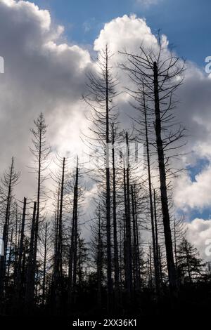 Der Wald mit Kiefern im Nationalpark Eifel in Nordrhein-Westfalen an einem Sonnentag Stockfoto