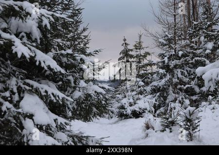 Schneebedeckte Bäume im Wald Stockfoto