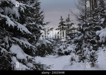 Schneebedeckte Bäume im Wald Stockfoto